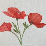 95e - Trio de coquelicots